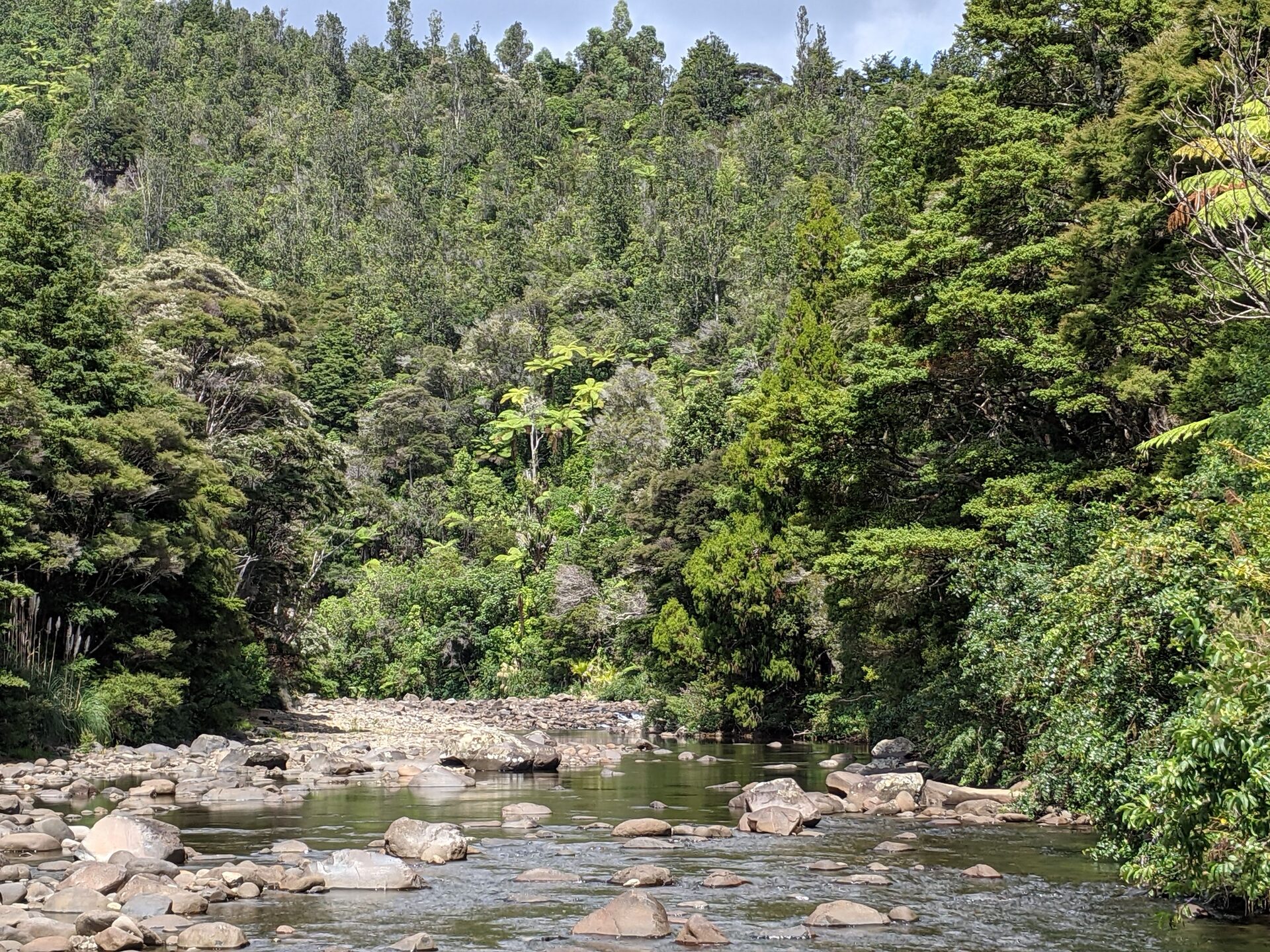A clear, stony river winding through dense native bush